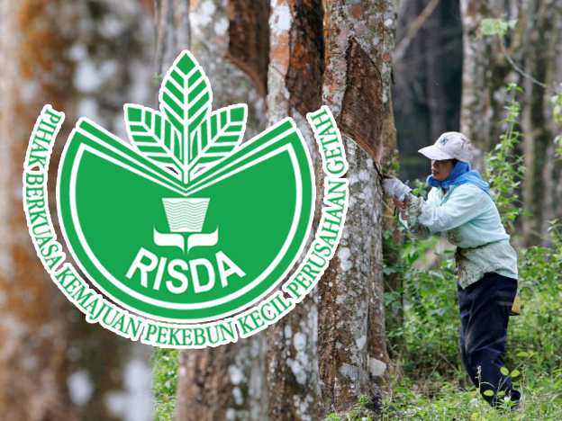 KUANTAN: Pihak Berkuasa Kemajuan Perusahaan Kecil Getah (RISDA) memperuntukkan RM508.02 juta bagi melaksanakan program pembangunan penanaman semula getah di seluruh negara, kata Timbalan Menteri Pembangunan Luar Bandar Datuk Seri Abdul Rahman Mohamad. Beliau berkata peruntukan itu melibatkan program produktiviti dan pemasaran, program hasil baharu serta program keusahawanan. Di Pahang, beliau berkata RISDA negeri telah berjaya melaksanakan penanaman semula getah seluas 15,813 hektar daripada sasaran 16,596 hektar yang ditetapkan. "Saya yakin sasaran itu dapat dicapai pada tahun ini demi kemakmuran komuniti pekebun kecil Pahang. "Getah merupakan satu-satunya tanaman yang masih diberi bantuan penuh oleh kerajaan sehingga kini. Ini tidak termasuk lagi dengan bantuan peningkatan ekonomi yang diterima pekebun kecil setiap tahun," katanya. Abdul Rahman berkata demikian pada majlis Program Pekebun Kecil Makmur di Kuala Lipis dekat sini pada Selasa. Kenyataan media program itu diedarkan kepada media di sini. Selain itu, beliau berkata hasil daripada peningkatan subsidi bantuan penanaman semula getah kepada RM13,710 sehektar berbanding RM9,230 sebelum ini untuk Semenanjung Malaysia, memberi manfaat dan impak besar kepada semua pekebun kecil. Kerajaan, menurut Abdul Rahman menyalurkan pelbagai bantuan termasuk menerusi Kementerian Pembangunan Luar Bandar (KPLB) dan RISDA, menyalurkan pelbagai bantuan kepada pekebun kecil bagi meringankan beban ditanggung golongan berkenaan dalam meneruskan kehidupan. Beliau berkata ini kerana kerajaan sedar pekebun kecil mengalami masalah produktiviti rendah akibat keadaan cuaca, kekurangan tenaga kerja dan kestabilan harga pasaran. Program pada Selasa melibatkan kira-kira 600 pekebun kecil dan pemimpin setempat yang turut menyaksikan Abdul Rahman menyampaikan sumbangan untuk produktiviti RISDA dan penyampaian bantuan kepada penduduk.