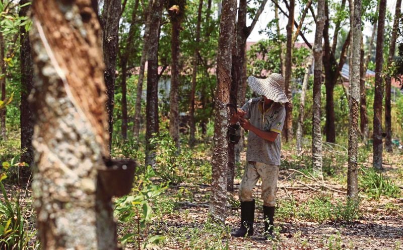 Peladang-getah-Pekebun